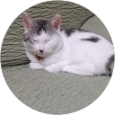 S H (S.H) profile picture