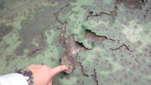 防水　ウレタン　劣化　剥がれ　破れ